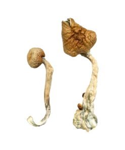 Daddy Long Legs Magic Mushrooms