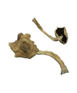 Alacabenzi Magic Mushrooms