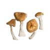Creeper Magic Mushrooms