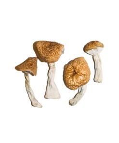 Kriechende Magic Mushrooms