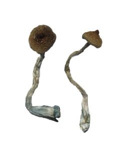 Funghi magici Avery Albino