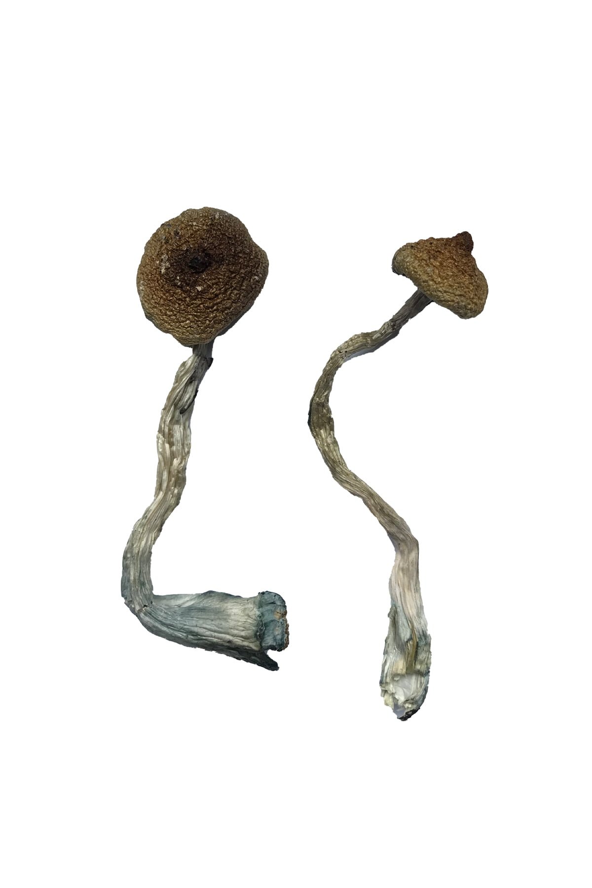 Avery Albino Magic Mushrooms Avery Albino Magic Mushrooms