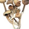 Brazilian Magic Mushrooms