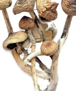 Champignons magiques brésiliens