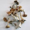 B+ Magic Mushrooms