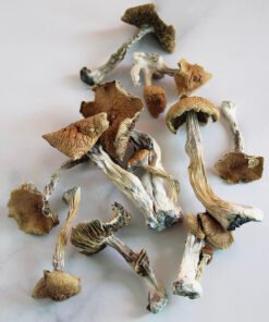 B+ Magic Mushrooms