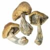 Albino Treasure Coast Magic Mushrooms