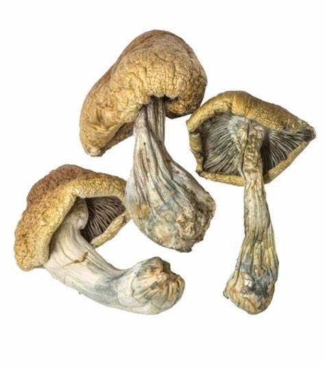 Champignons magiques Albino Treasure Coast Champignons magiques Albino Treasure Coast