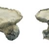 Pearly Gates Paddo's