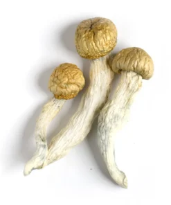 Albino Montaña Rusa Setas Mágicas