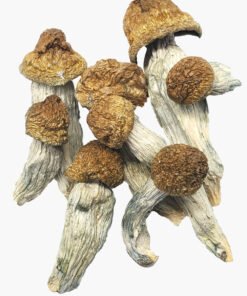 Funghi magici dell'invidia del pene albino