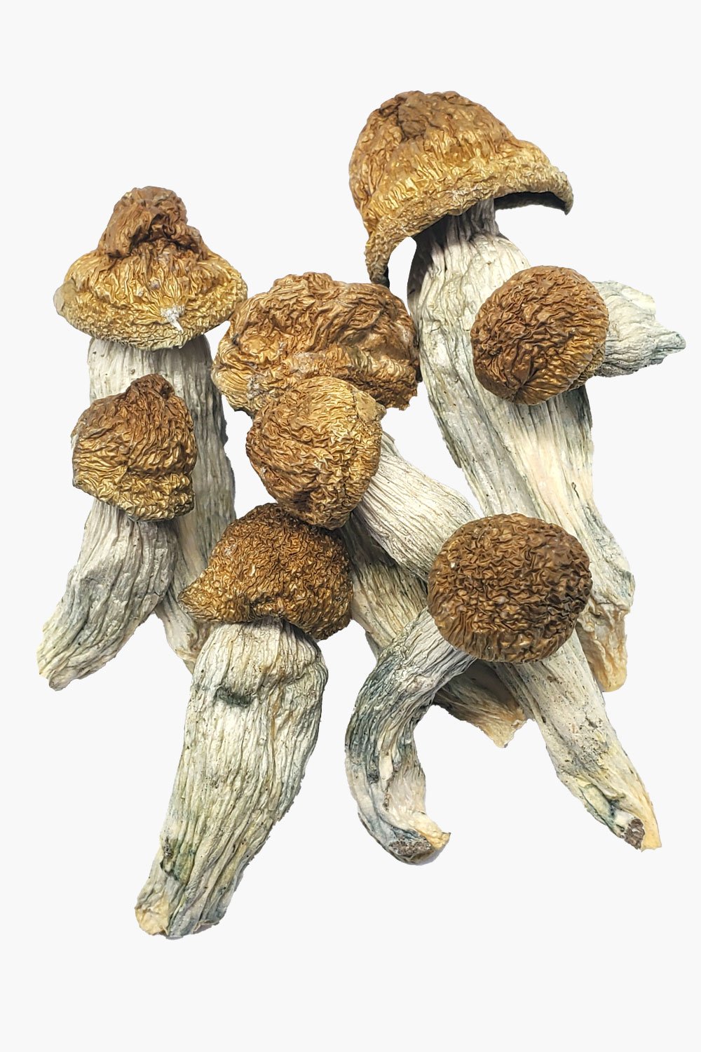Albino Penis Envy Magic Mushrooms Albino Penis Envy Magic Mushrooms