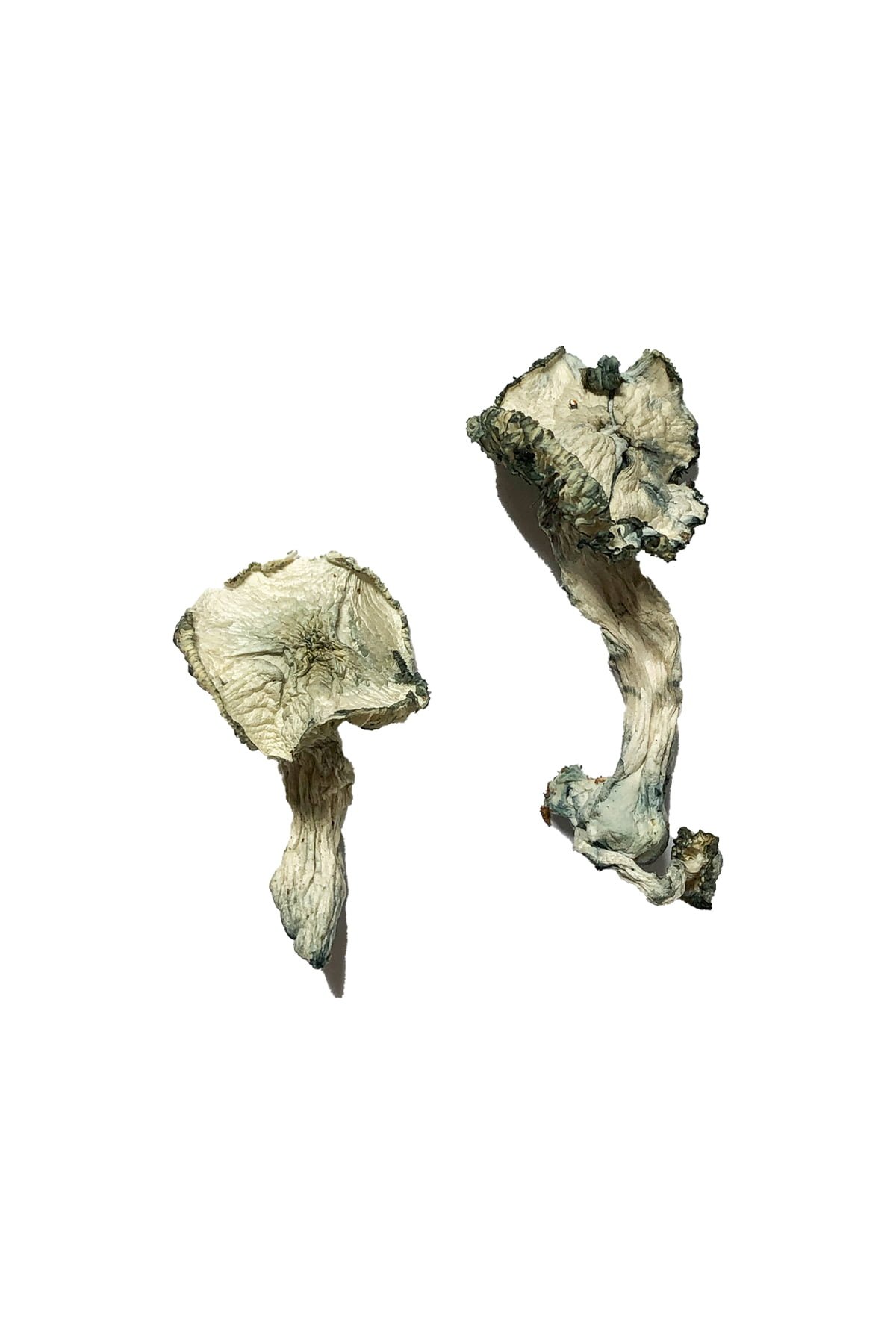 Champignons magiques cambodgiens Champignons magiques cambodgiens