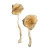 Blue Magnolia Magic Mushrooms