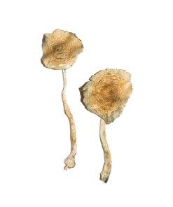 albino magic mushrooms