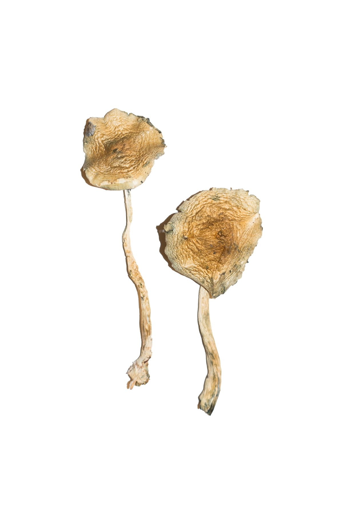 Blue Magnolia Magic Mushrooms Blue Magnolia Magic Mushrooms