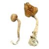African Transkei Magic Mushrooms
