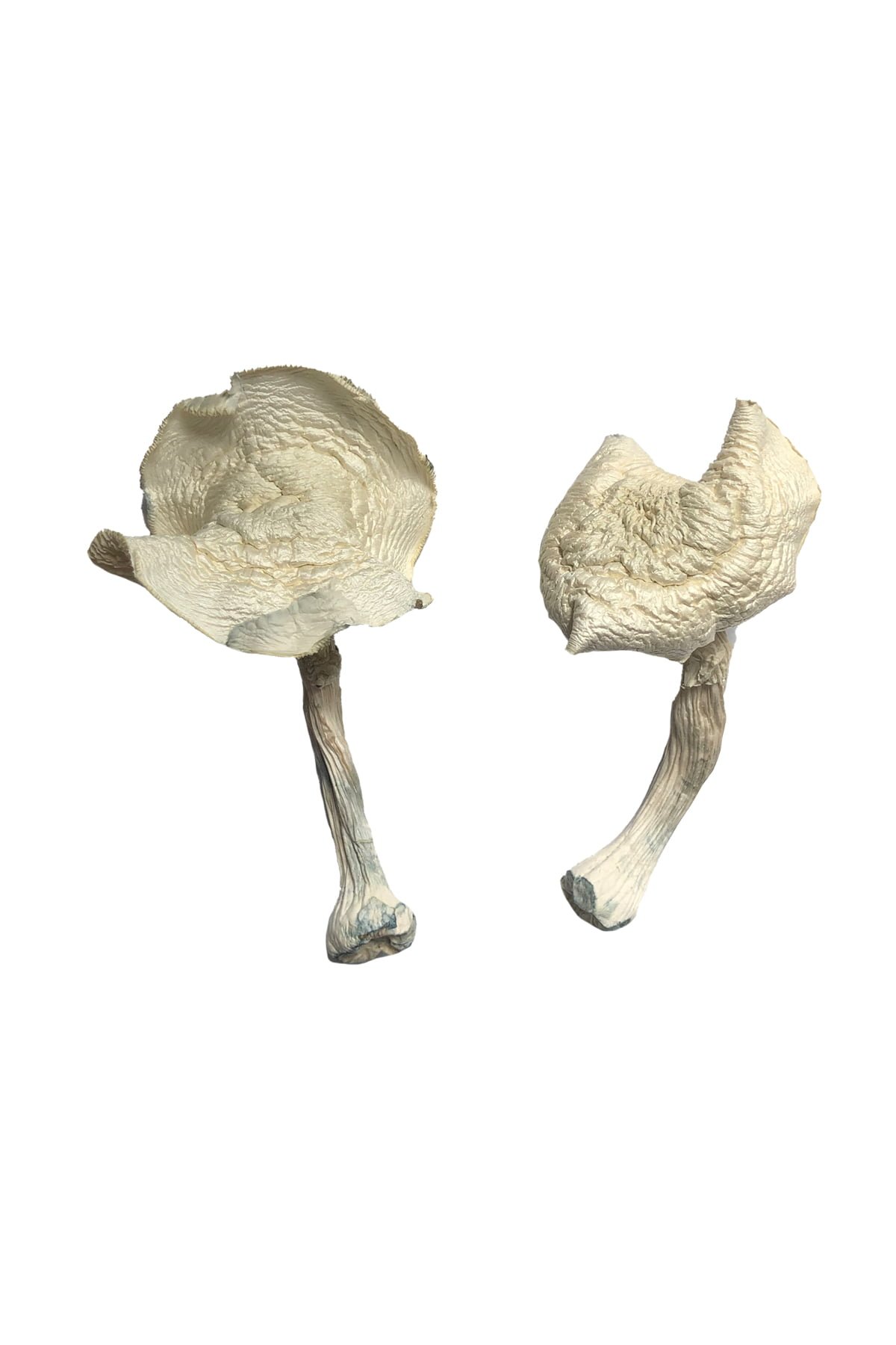 Amazonian Magic Mushrooms Amazonian Magic Mushrooms