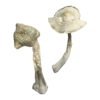 Albino Louisiana Magische Paddenstoelen