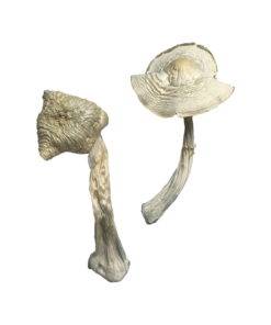 迷迭香蘑菇孢子