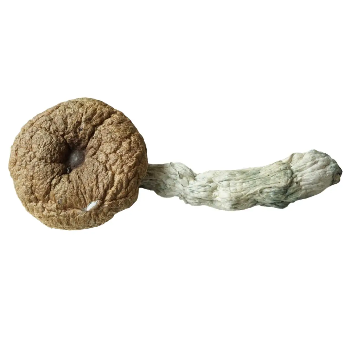 A+ Magic Mushrooms A+ Magic Mushrooms