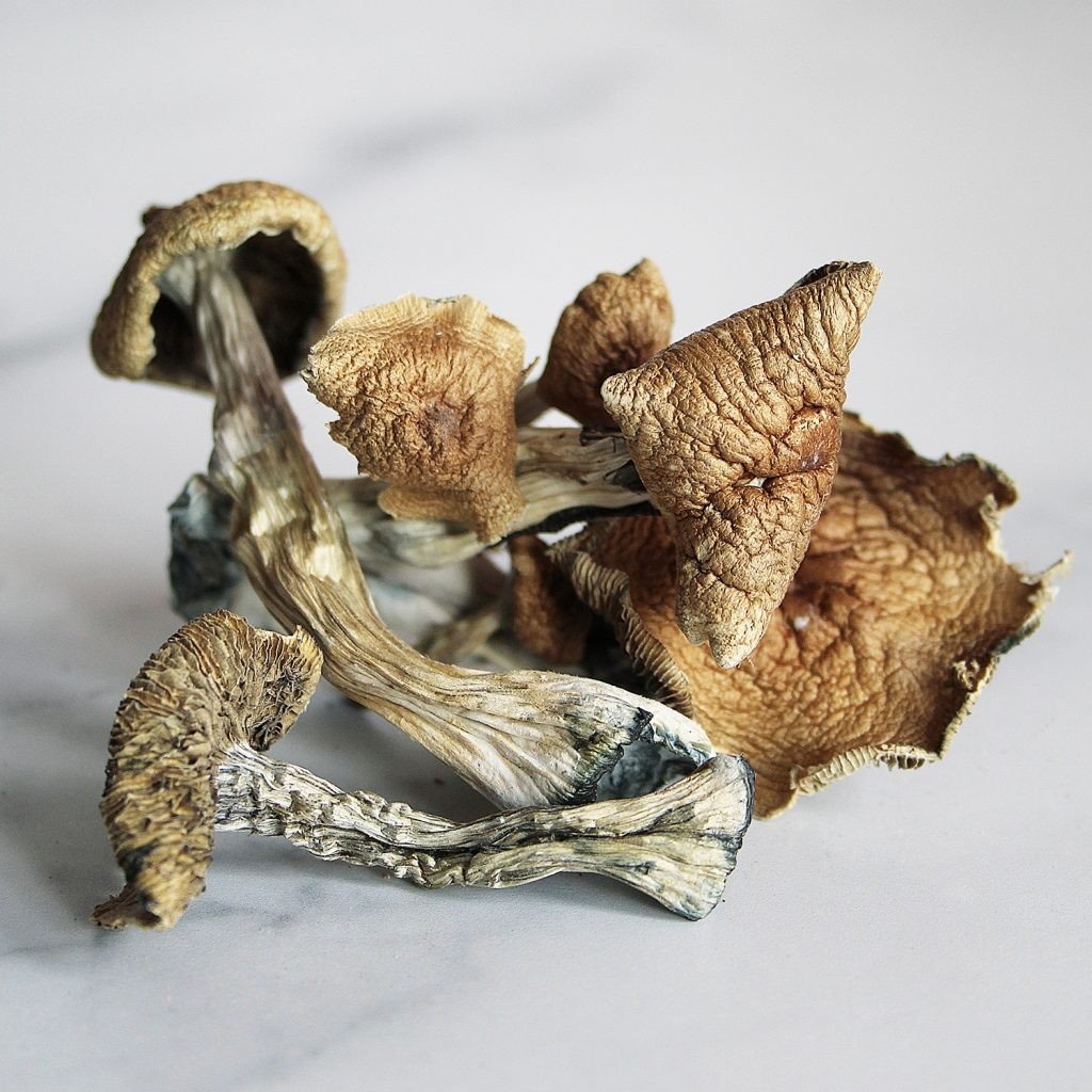 Penis Envy Magische Paddenstoel Creeper Magic Mushrooms